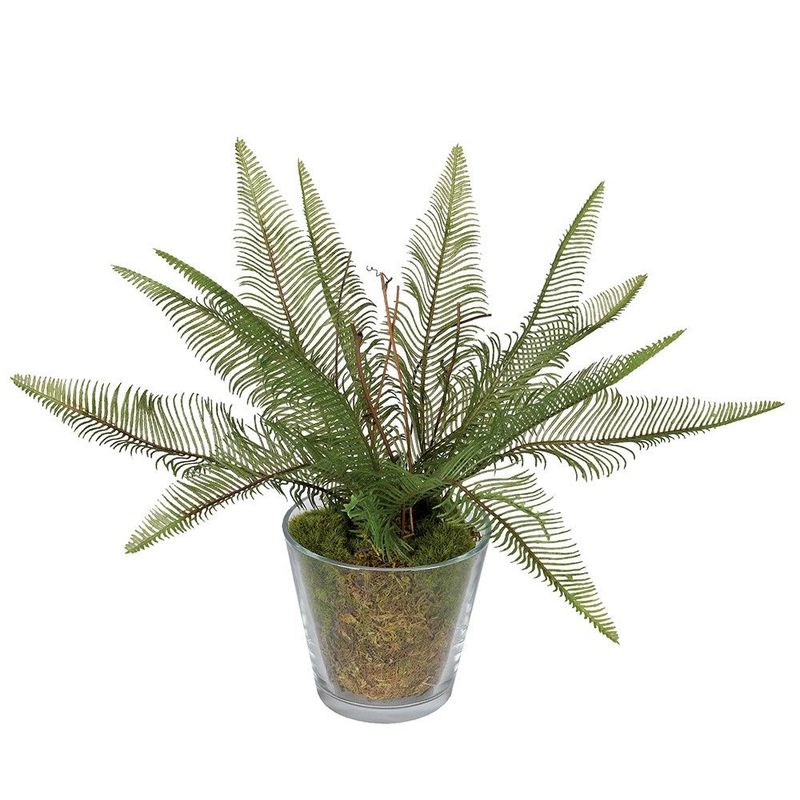 Fern in Glass Vase