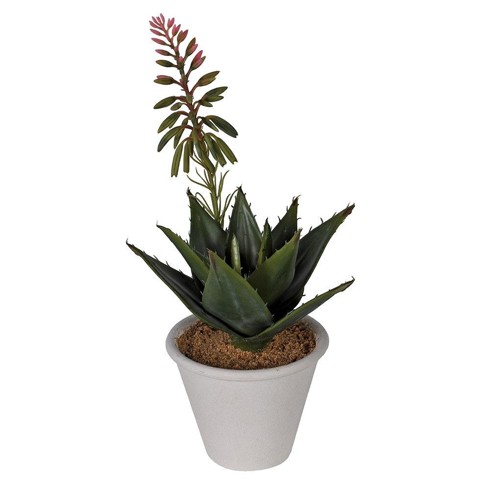 Aloe with Flower in Pot