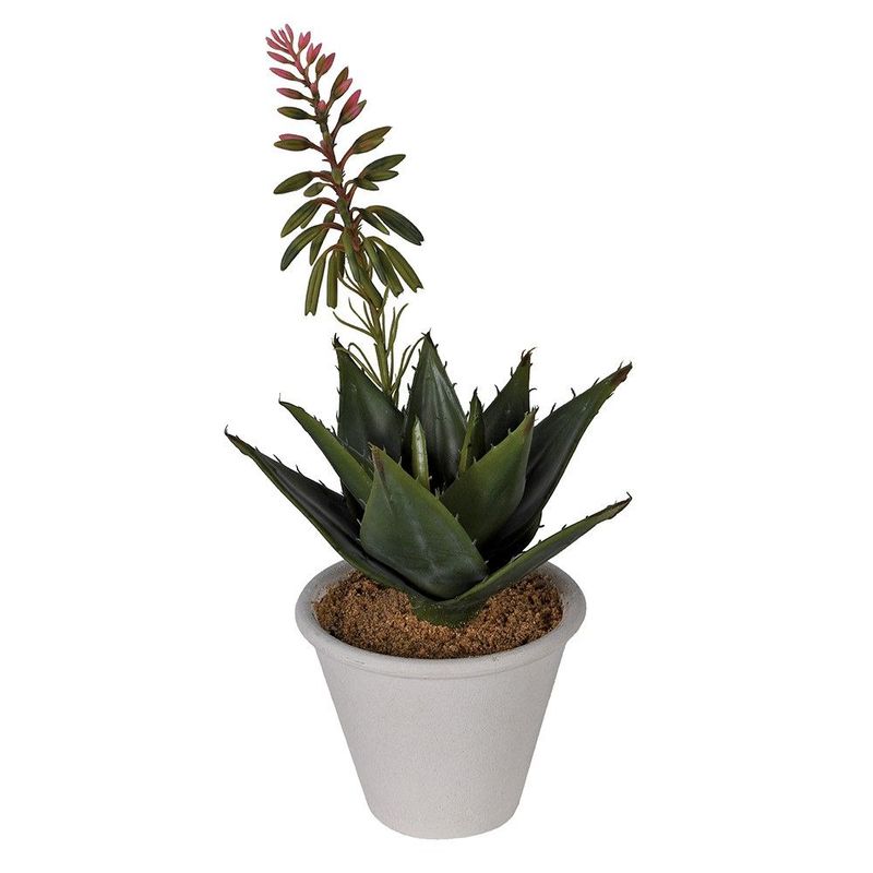 Aloe with Flower in Pot