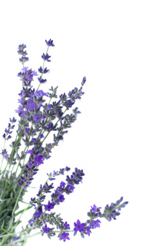 Lavender Oil (lavandula officianalis)