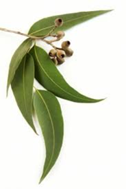 Eucalyptus Oil (eucalyptus globulus)
