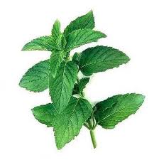 Peppermint Oil (mentha x piperita)