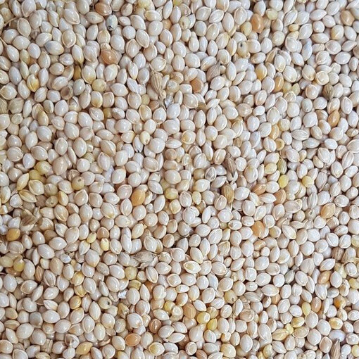 White Millet  [C14] 22.68Kg