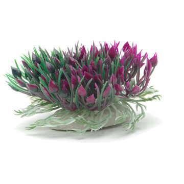 Marina Betta Purple Hearts Shrub, 7.6Cm (3 In)