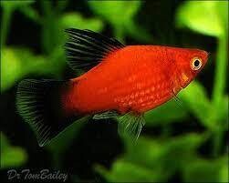 Platy, Red Wag