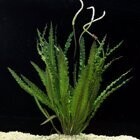 Plant, Aponogeton Crispum