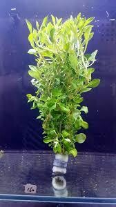 Plant,Green Ludwigia