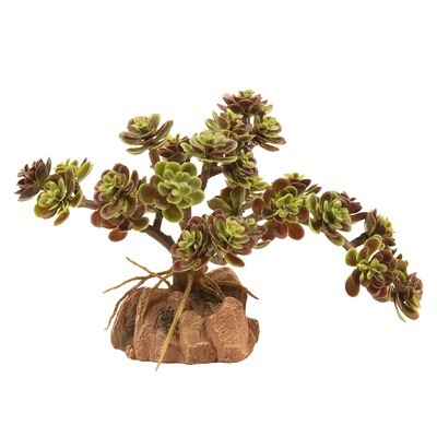 Naturalistic Desert Flora - Red Leaf Stonecrop