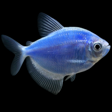 Glofish Tetra, Cosmic Blue