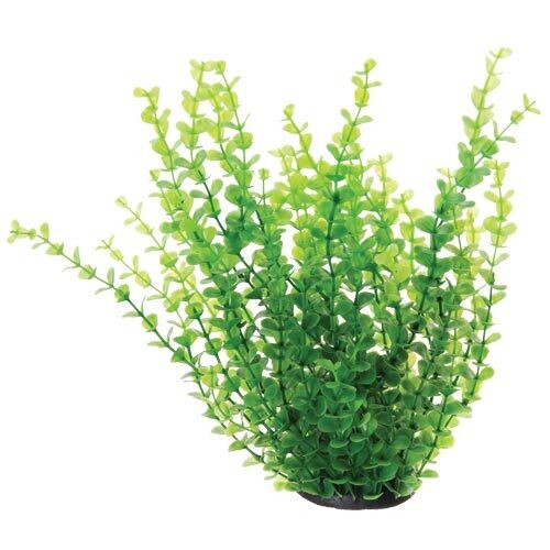 Green Moneywort - 12&quot;