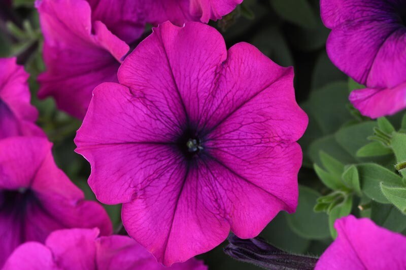 Petunia - Easy Wave: Violet
