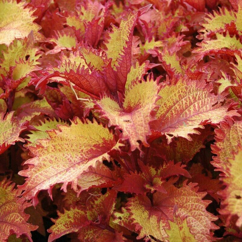 Coleus - Charged Up: Henna