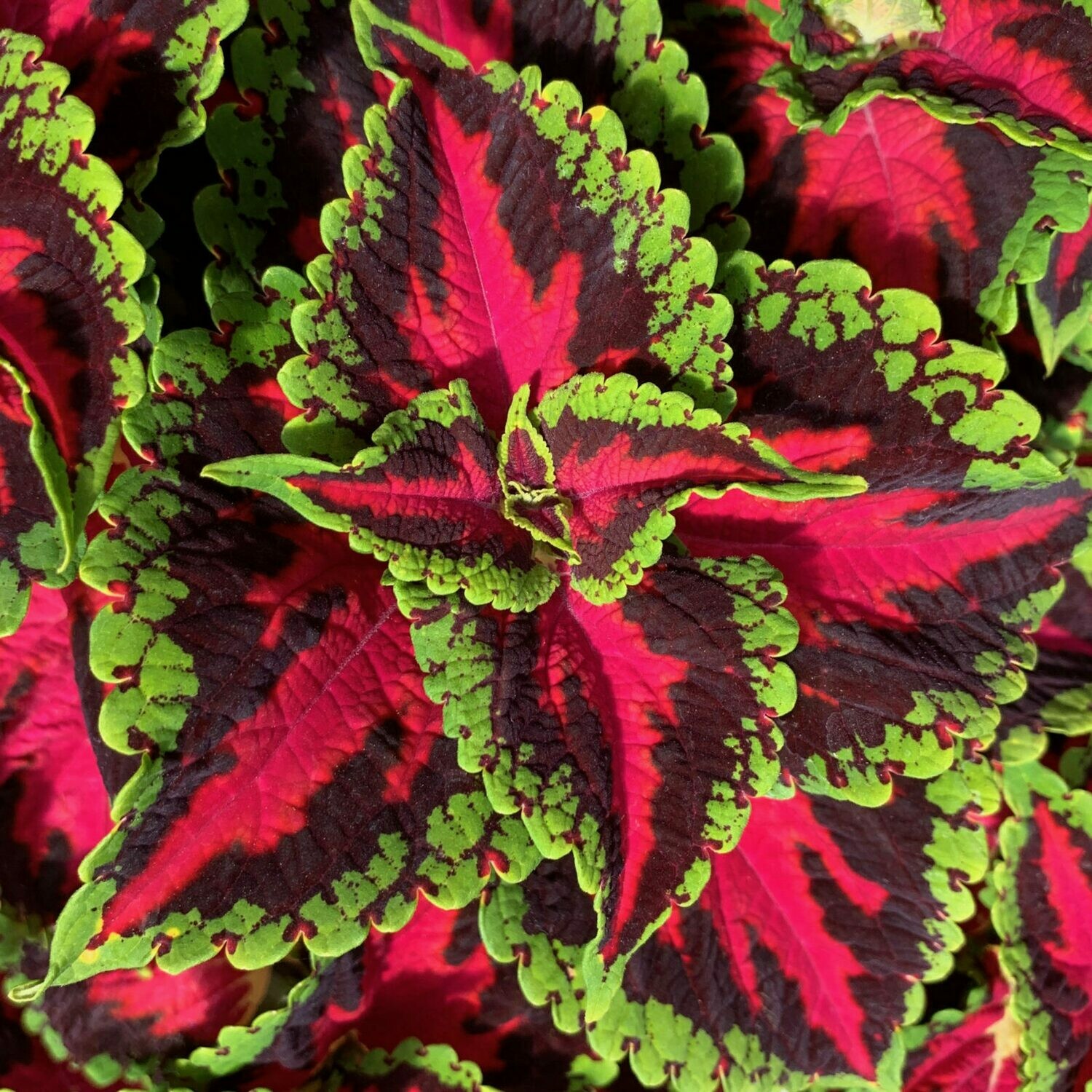 Coleus - Ignite: Heartbreaker