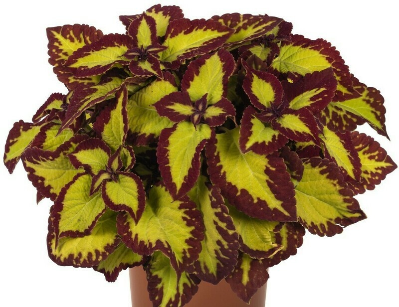 Coleus - Stained Glassworks: Velvet
