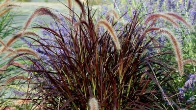 Pennisetum: Purple Fountain Grass