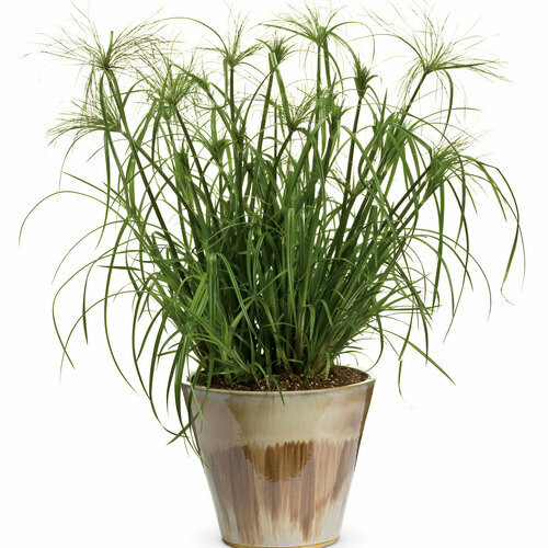 Papyrus: King Tut