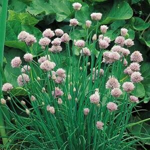 Chives: Onion