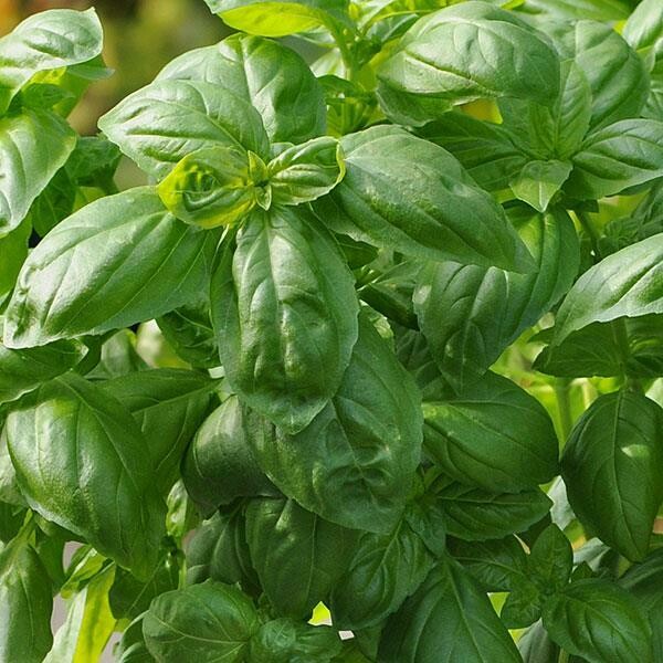 Basil: Sweet Basil: Sweet
