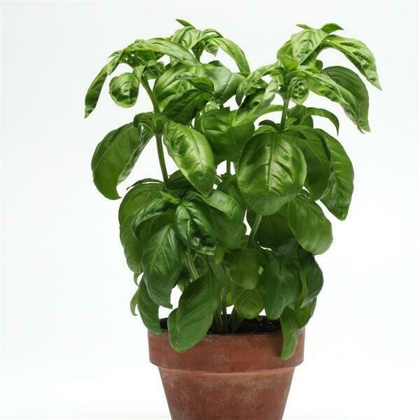 Basil: Sweet