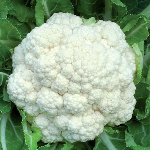 Cauliflower: Snow Crown