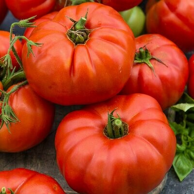 Tomato: Ball's Beefsteak