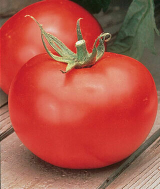 Tomato: Better Boy