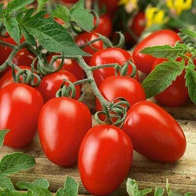 Tomato: Roma Red
