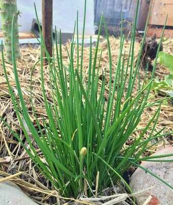 Chives: Onion