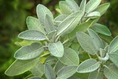 Sage: Garden Grey (Salvia)