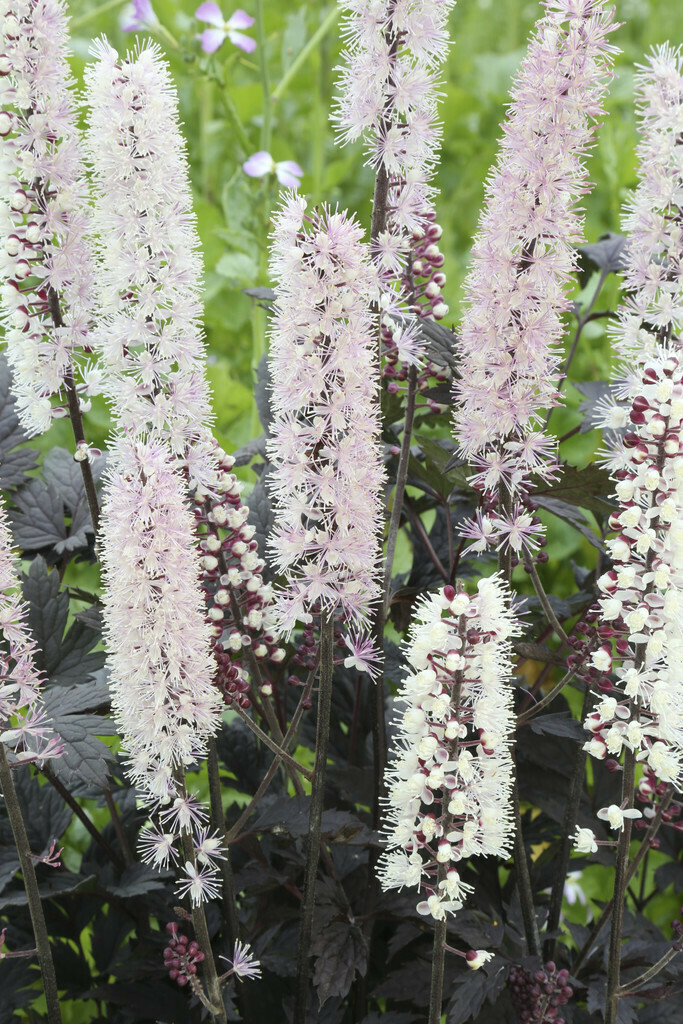 Actaea: Chocoholic