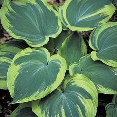Hosta: Earth Angel