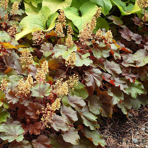 Heuchera: Little Cutie Blondie