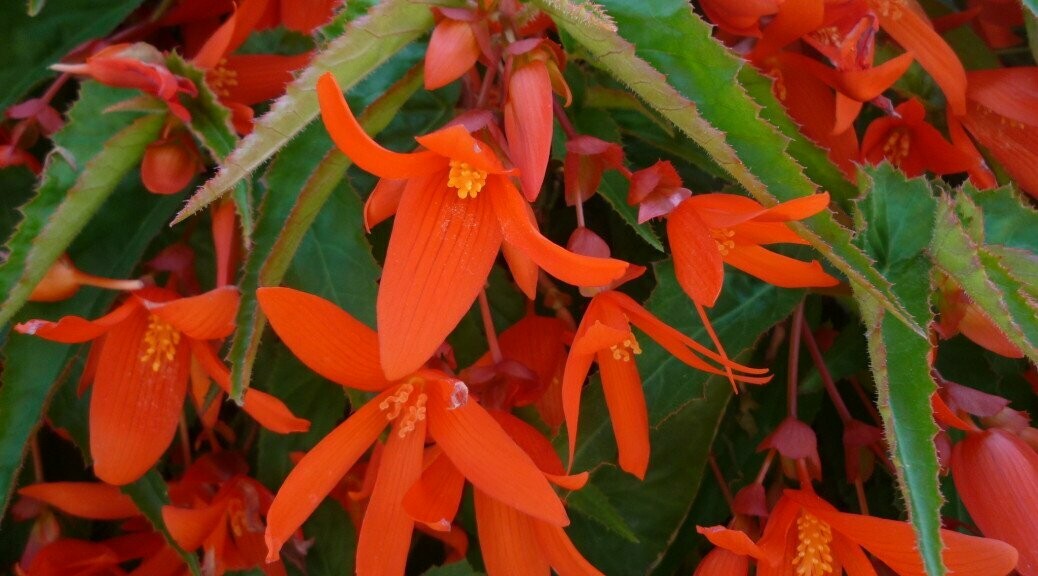 Begonia - Encanto: Orange