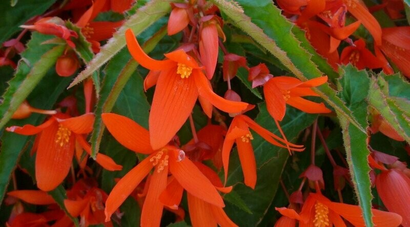 Begonia - Encanto: Orange
