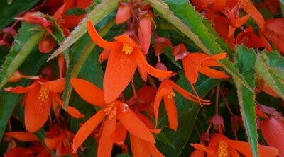 Begonia - Encanto: Orange Improved