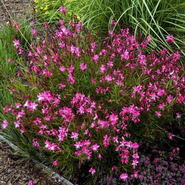 Gaura - Belleza: Dark Pink