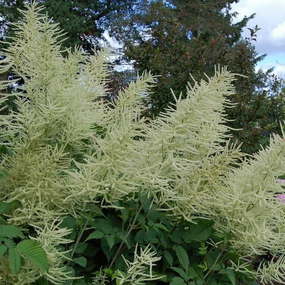 Aruncus: Dioicus (Goat&#39;s Beard)