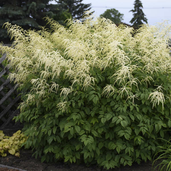 Aruncus: Dioicus (Goat's Beard)