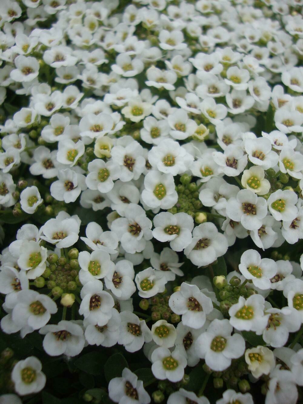 Lobularia: Wonderland White