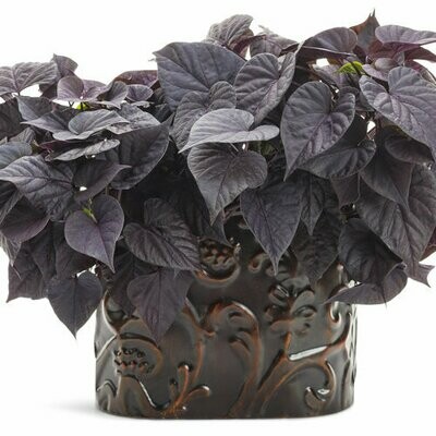 Ipomoea - Sweet Caroline: Sweetheart Jet Black