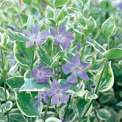 Vinca Vine - Major: Variegated