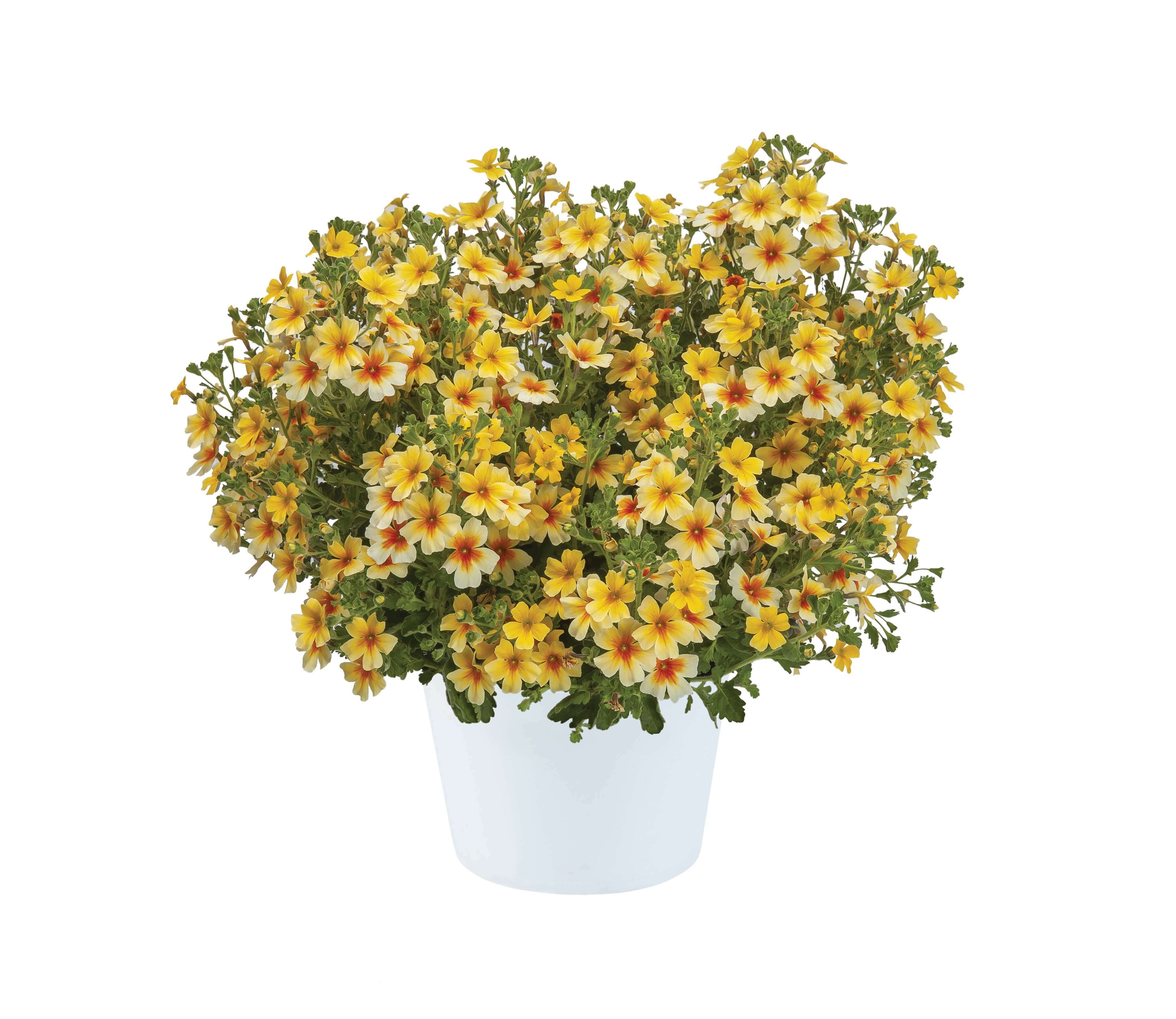 джеймсбриттения. джеймсбриттения summerdream® lavender eye. джеймсбриттения summerdream® lavender eye. Jamesbrittenia breviflora. джеймсбриттения цветок заказать.