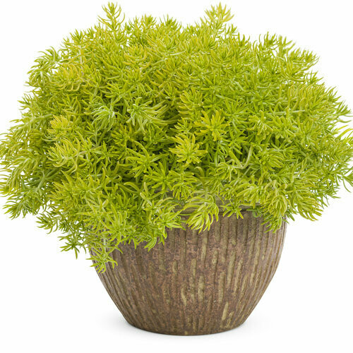Sedum - Mexicanum: Lemon Coral