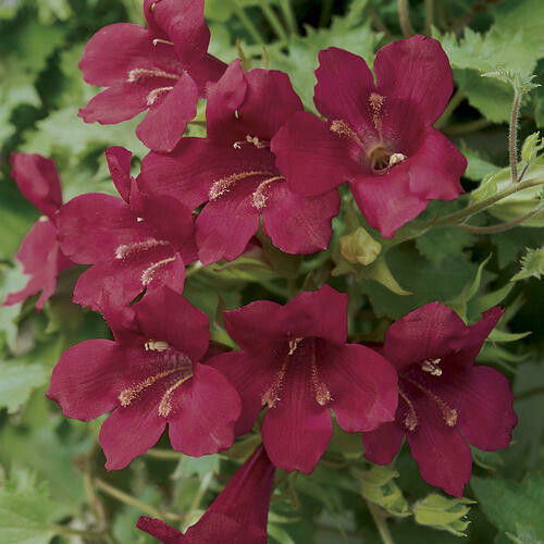 Lophospermum - Lofos: Wine Red