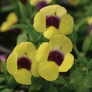 Torenia: Yellow Moon