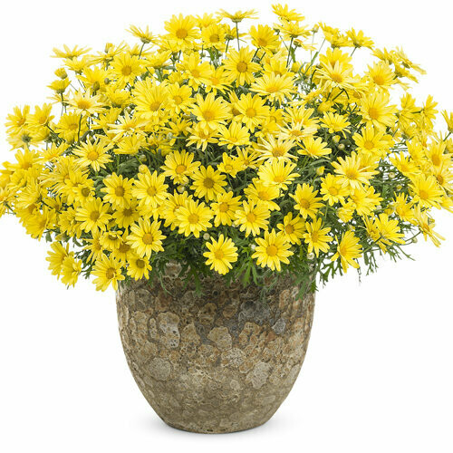 Argyranthemum: Golden Butterfly (Marguerite Daisy)