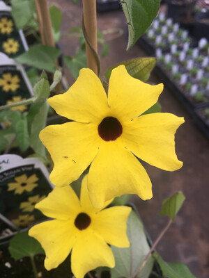 Thunbergia - Sunny: Lemon Star