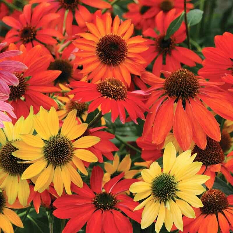 Echinacea: Cheyenne Spirit (Coneflower)