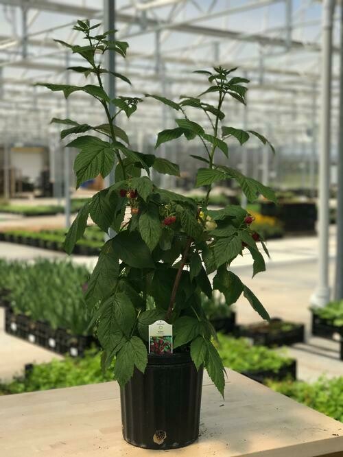 Raspberry: Heritage