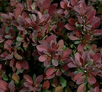 Barberry: Royal Burgundy